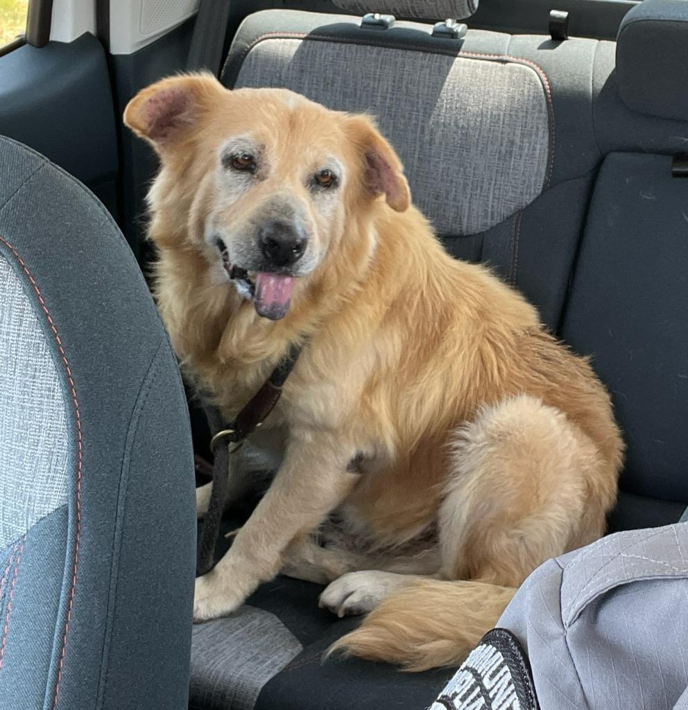 Reggie, a Adoptable mixed breed in Richland Hills, TX image 2/4