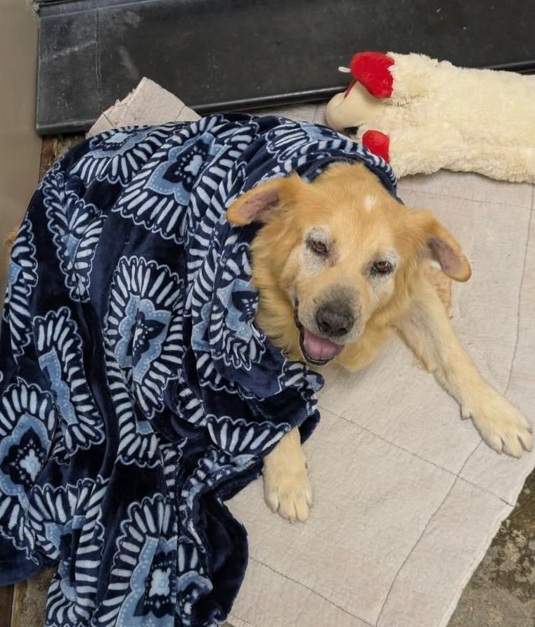 Reggie, a Adoptable mixed breed in Richland Hills, TX image 3/4