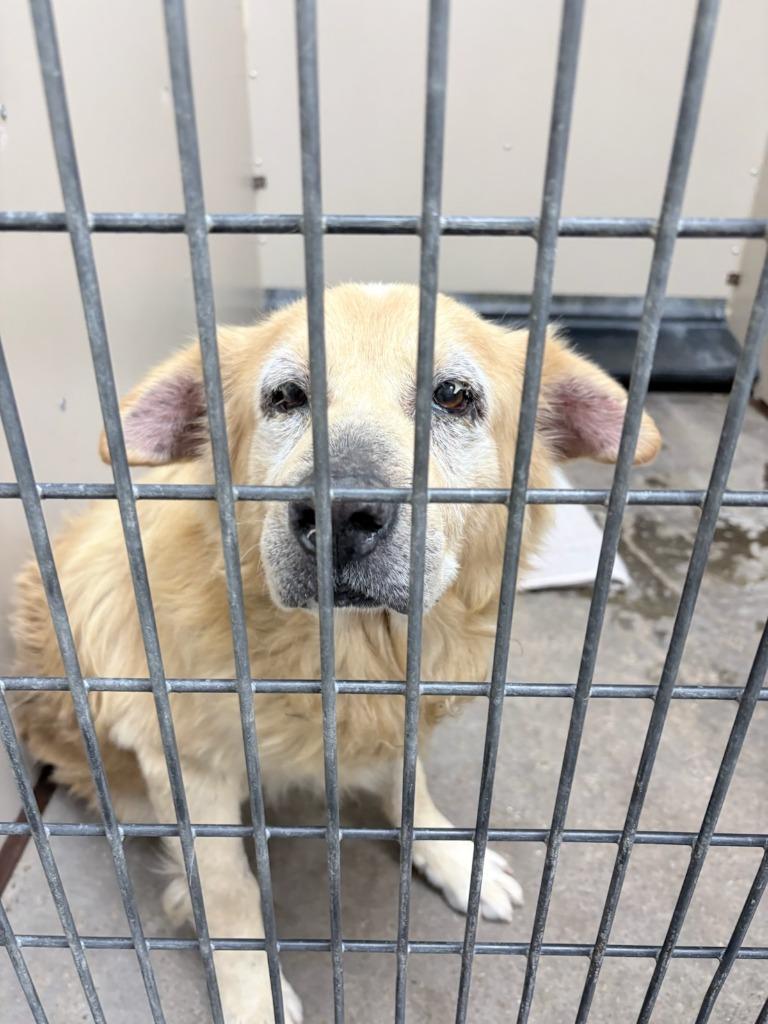 Reggie, a Adoptable mixed breed in Richland Hills, TX image 4/4