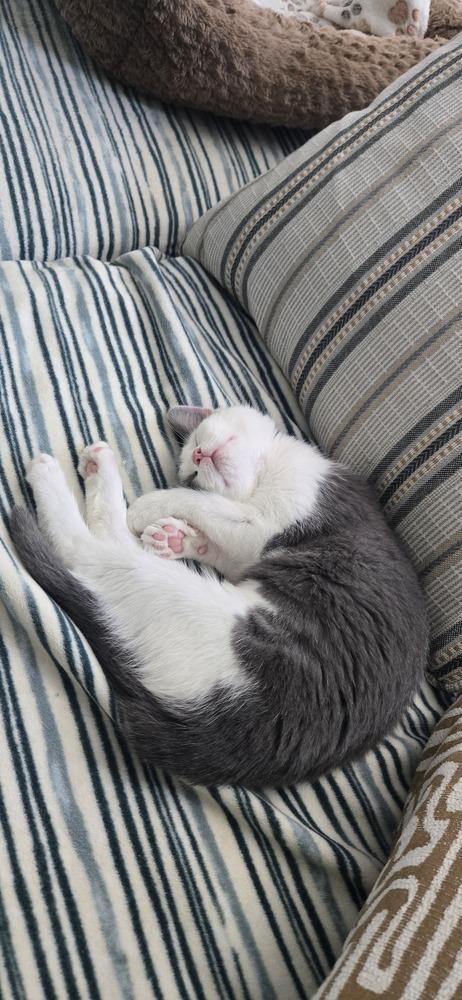 Arya, Adoptable, Kitten Female Domestic Medium Hair.