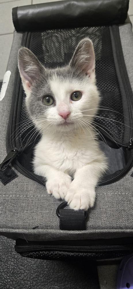 Arya, a Adoptable Domestic Medium Hair in Greenbelt, MD image 2/6