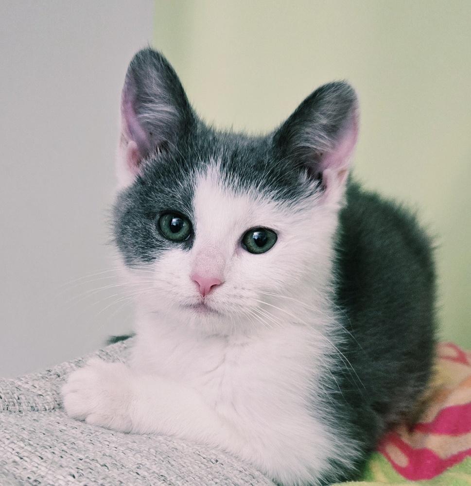 Arya, a Adoptable Domestic Medium Hair in Greenbelt, MD image 3/6