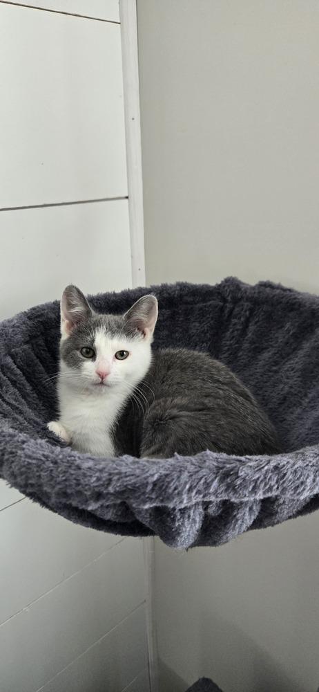 Arya, a Adoptable Domestic Medium Hair in Greenbelt, MD image 4/6