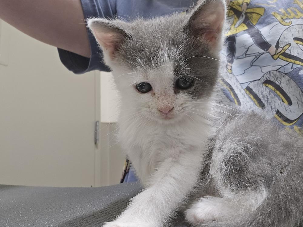 Arya, a Adoptable Domestic Medium Hair in Greenbelt, MD image 5/6