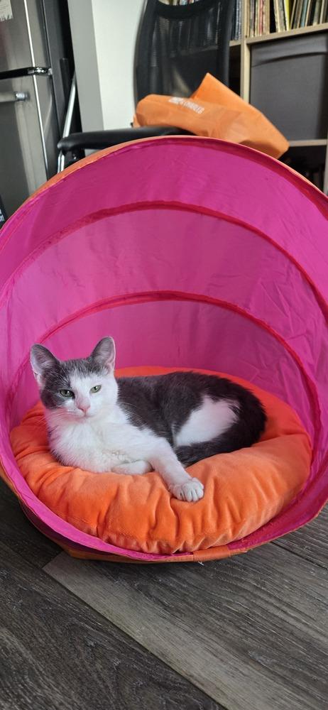 Arya, a Adoptable Domestic Medium Hair in Greenbelt, MD image 6/6