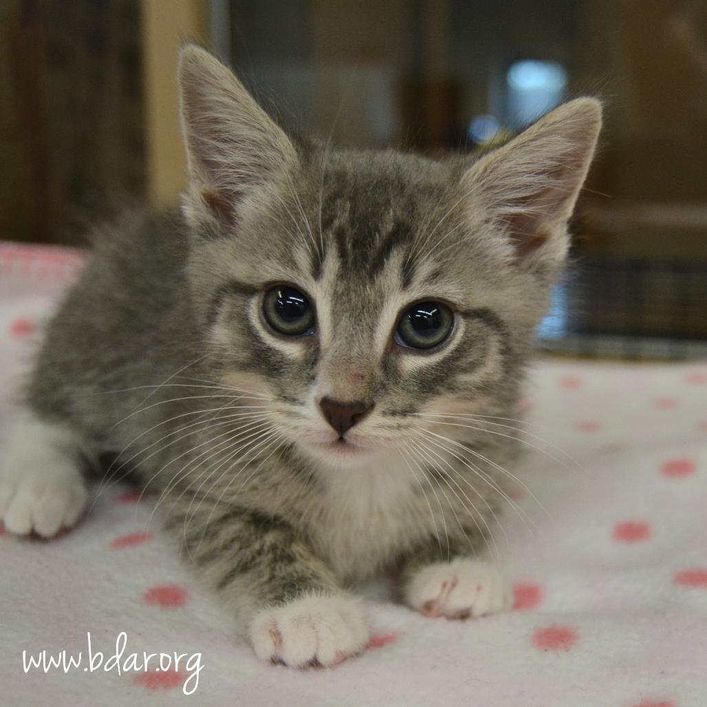Enlarge Cheese, a Adoptable Domestic Short Hair in Cheyenne, WY image 1/4