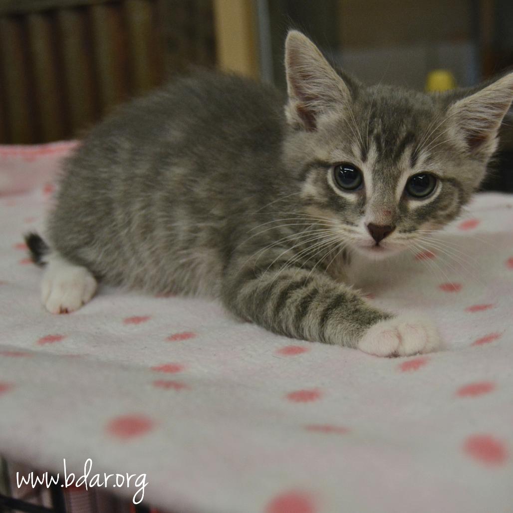 Enlarge Cheese, a Adoptable Domestic Short Hair in Cheyenne, WY image 2/4