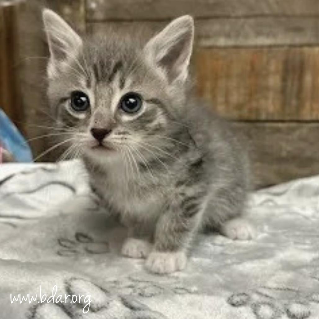 Enlarge Cheese, a Adoptable Domestic Short Hair in Cheyenne, WY image 3/4
