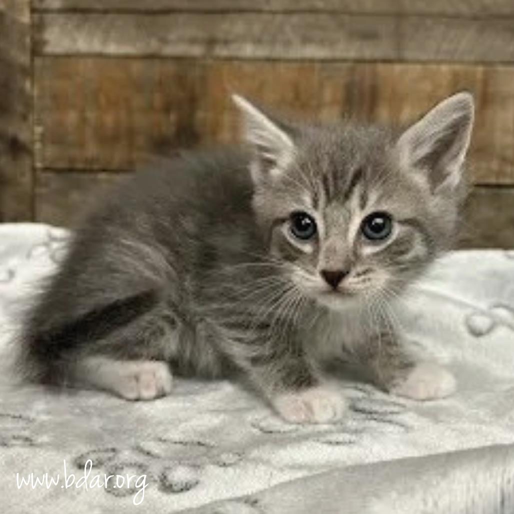 Enlarge Cheese, a Adoptable Domestic Short Hair in Cheyenne, WY image 4/4