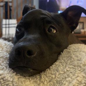 Zz Stryker~ Courtesy, a Adoptable mixed breed in Utica, MI image 1/2