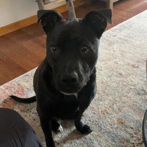 Zz Stryker~ Courtesy, a Adoptable mixed breed in Utica, MI image 2/2