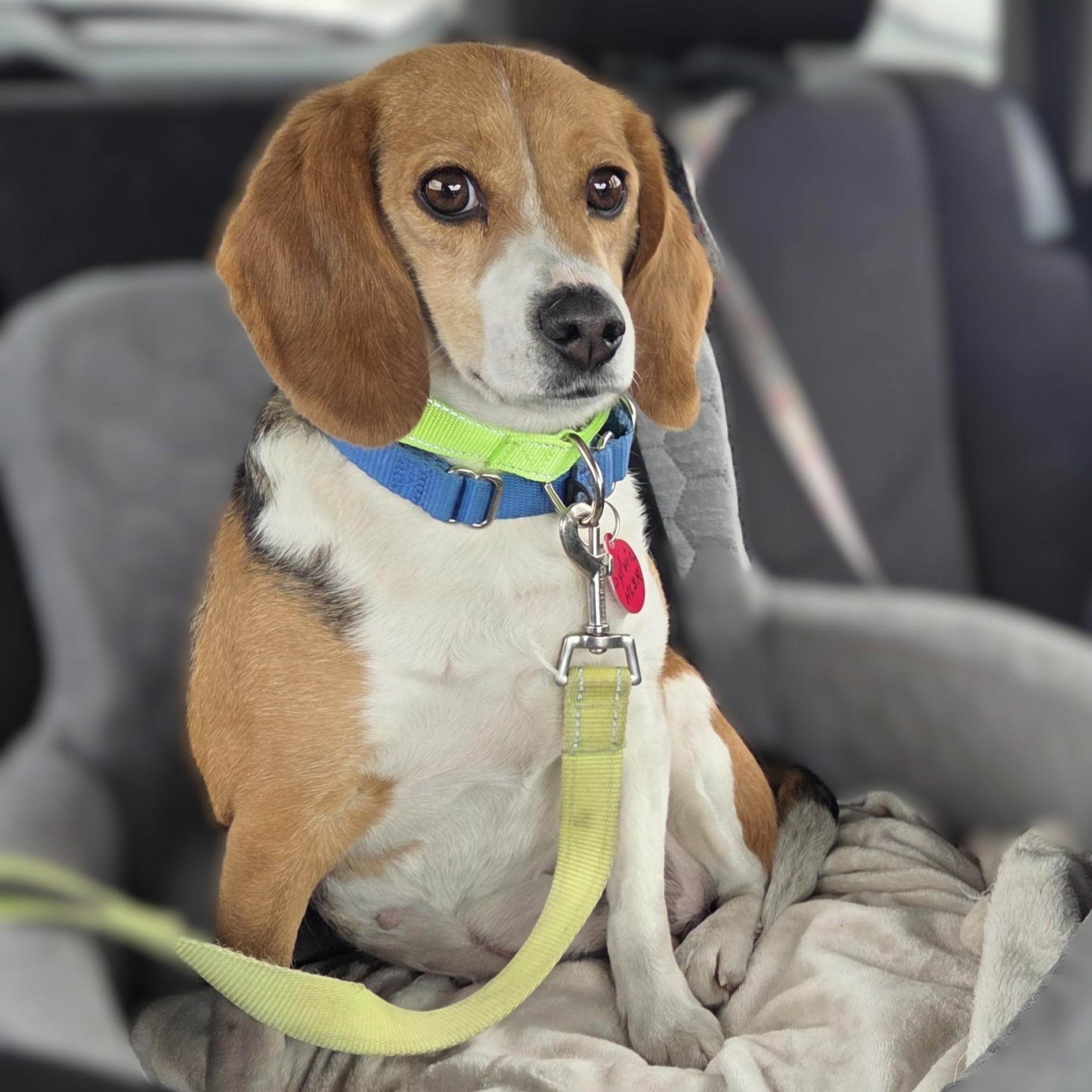 Enlarge Sylvia, a ADOPTABLE Beagle in Stoughton, MA image 4/6