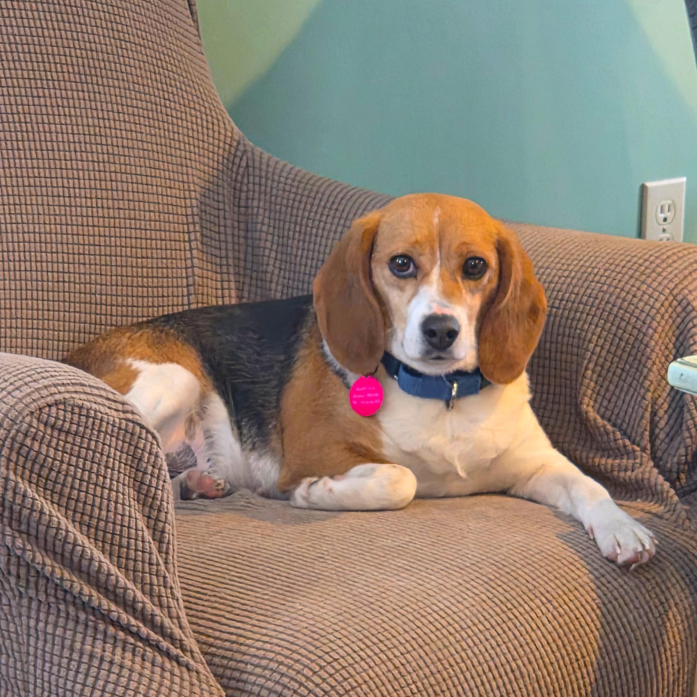 Enlarge Sylvia, a ADOPTABLE Beagle in Stoughton, MA image 3/6