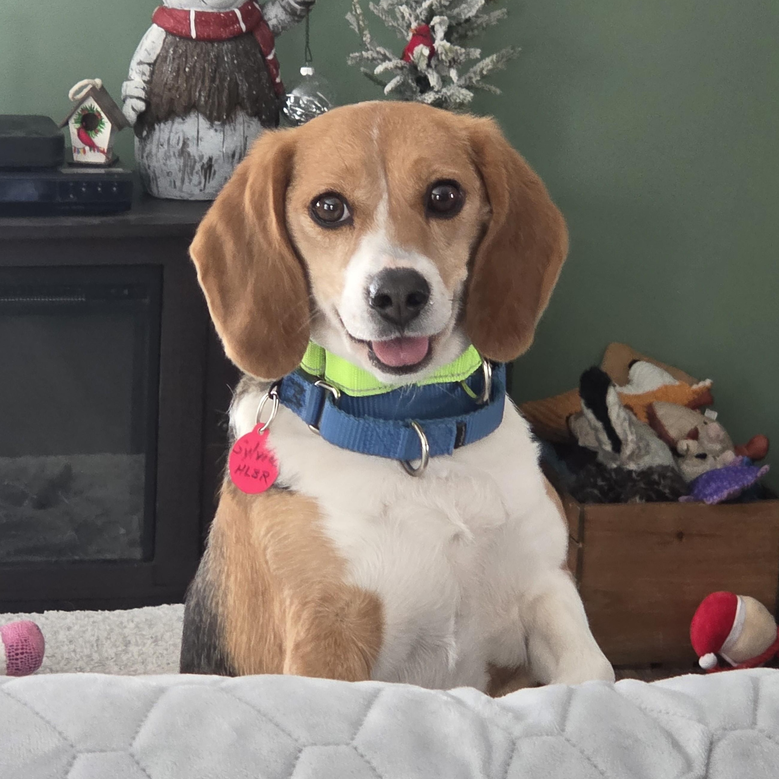 Enlarge Sylvia, a ADOPTABLE Beagle in Stoughton, MA image 5/6