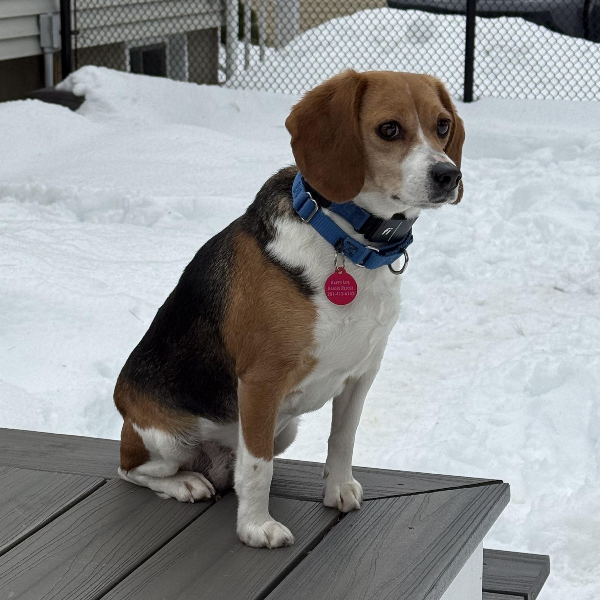 Enlarge Sylvia, a ADOPTABLE Beagle in Stoughton, MA image 1/6