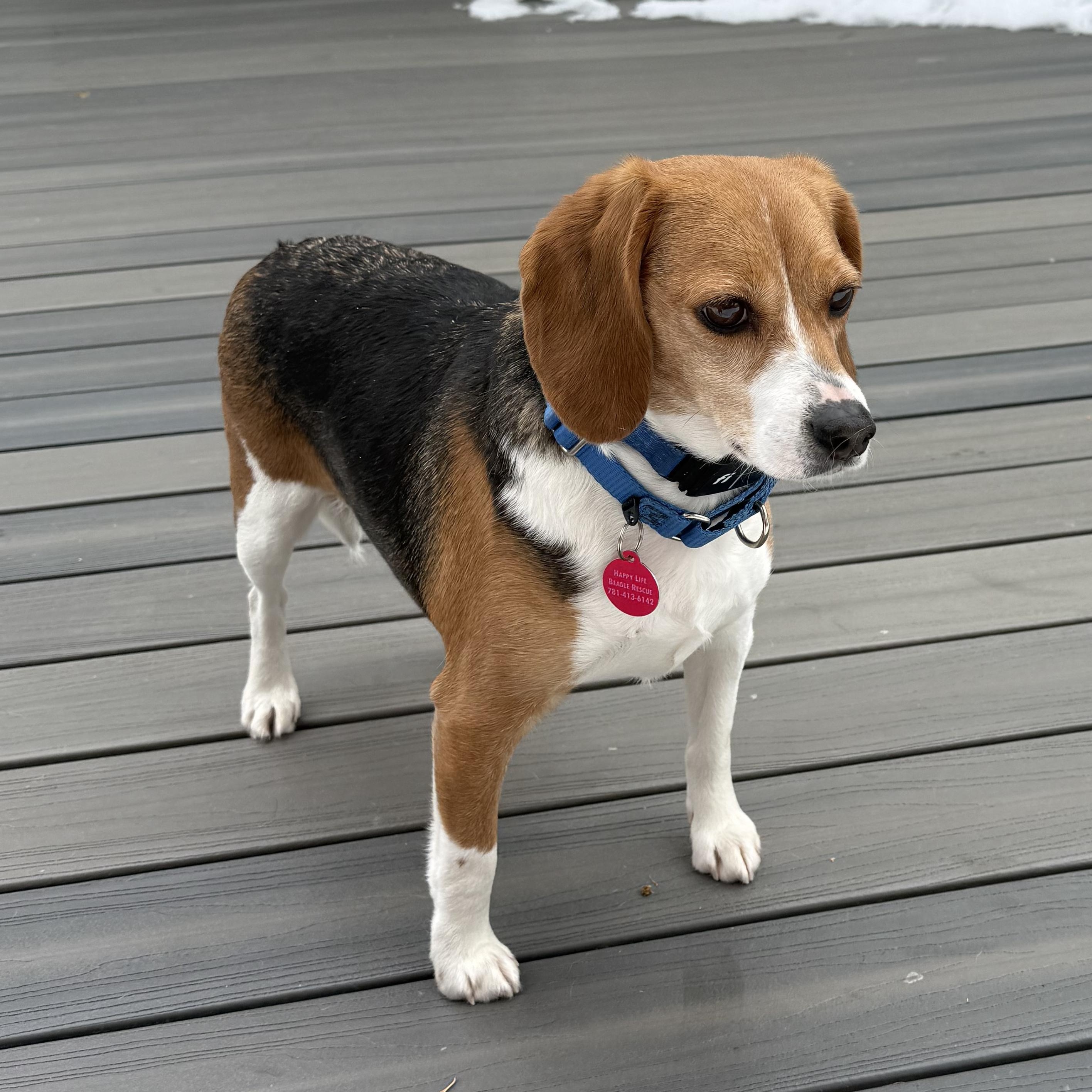 Sylvia, adopted, Adult Female Beagle.