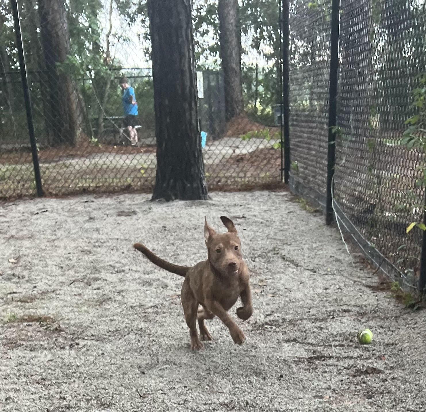 Andy, a ADOPTABLE Mixed Breed in Georgetown, SC image 3/3
