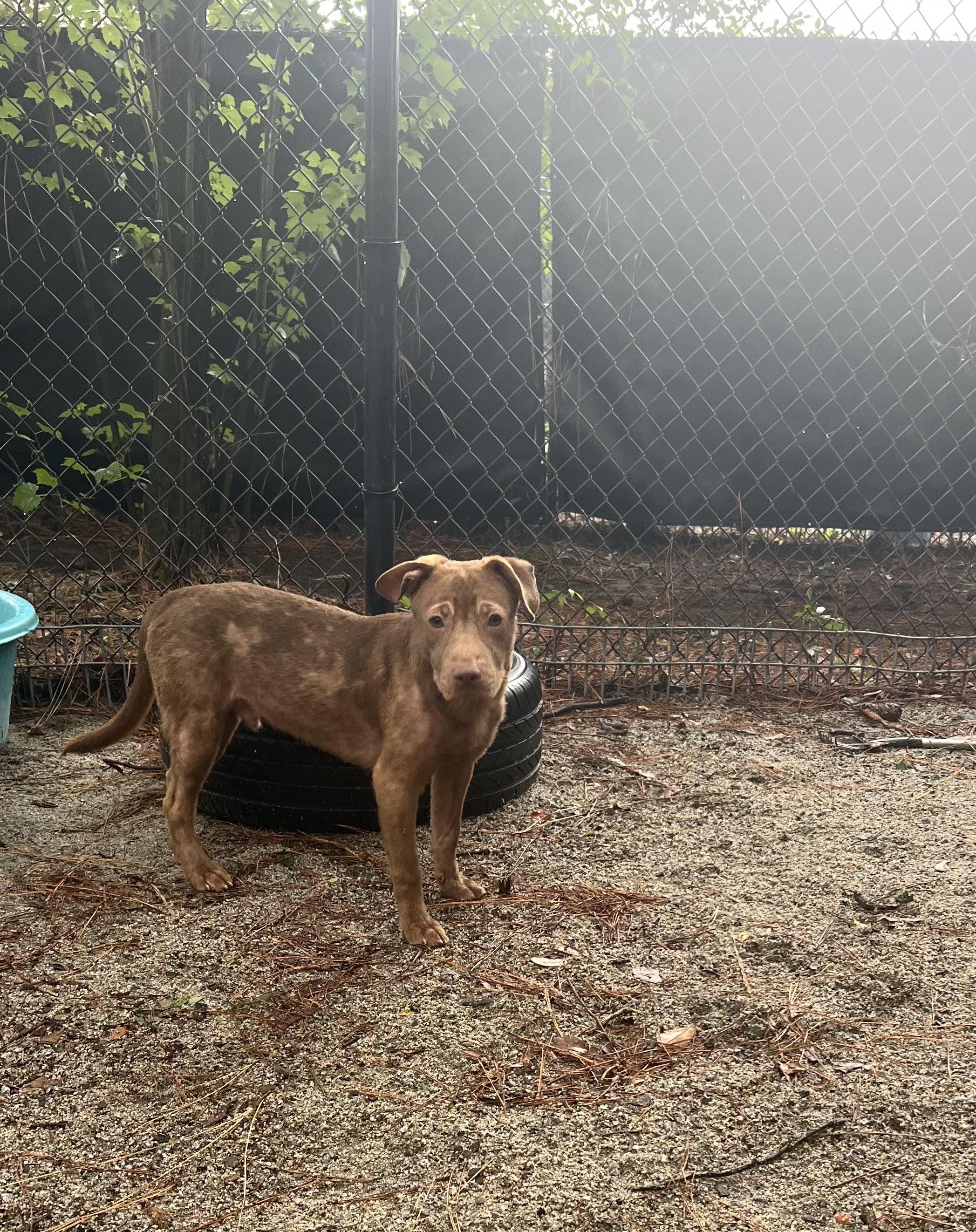 Andy, a ADOPTABLE Mixed Breed in Georgetown, SC image 2/3
