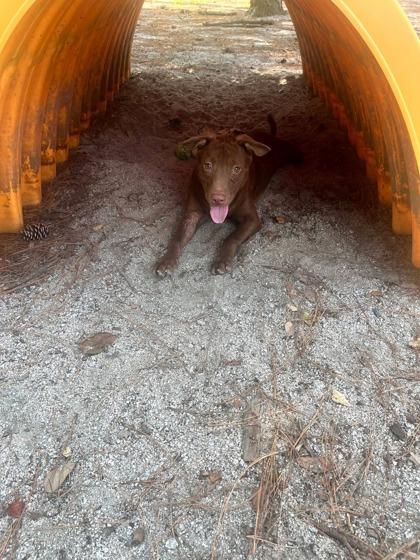 Andy, ADOPTABLE, Puppy Male Mixed Breed.