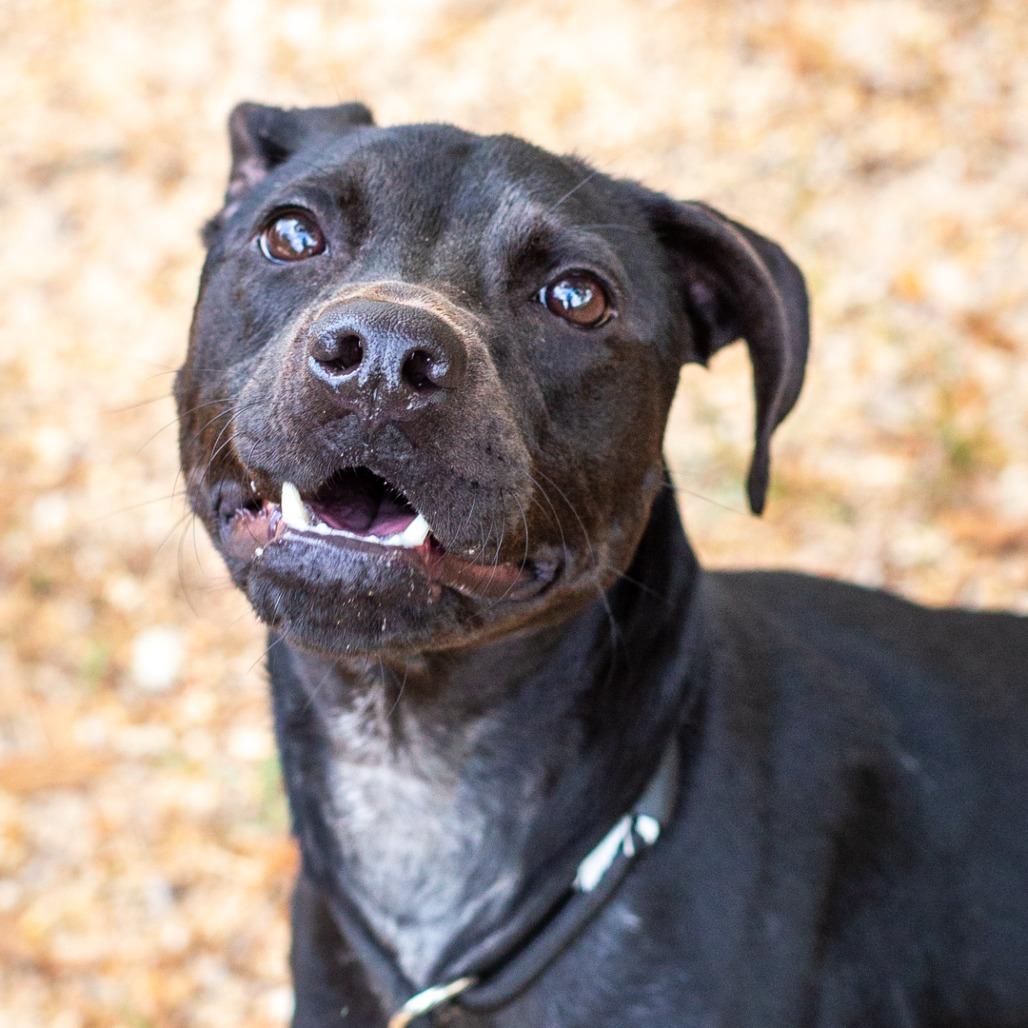 Enlarge Poppy, a Adoptable mixed breed in Hattiesburg, MS image 1/6