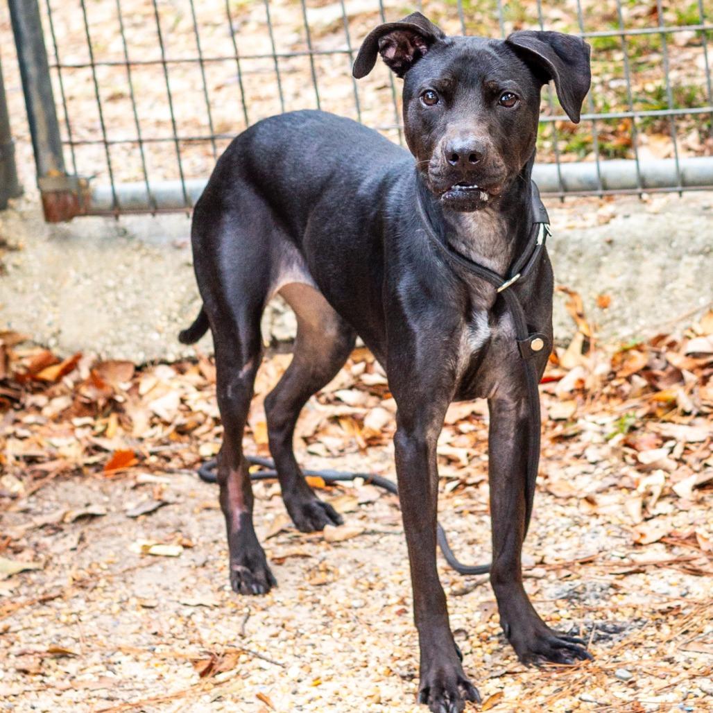 Enlarge Poppy, a Adoptable mixed breed in Hattiesburg, MS image 2/6