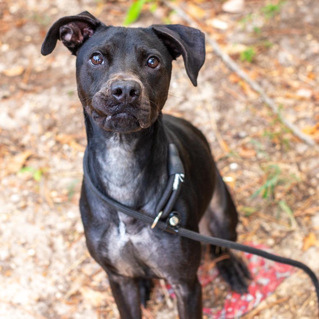 Enlarge Poppy, a Adoptable mixed breed in Hattiesburg, MS image 3/6