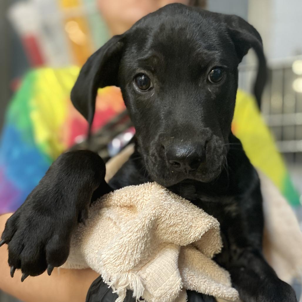 Enlarge Poppy, a Adoptable mixed breed in Hattiesburg, MS image 4/6