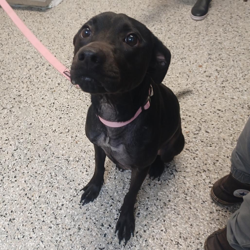 Enlarge Poppy, a Adoptable mixed breed in Hattiesburg, MS image 5/6