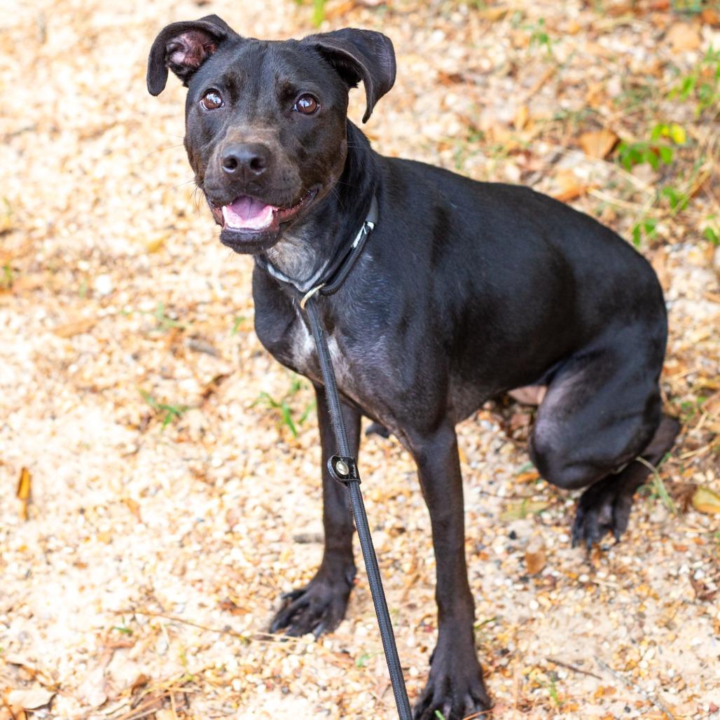 Enlarge Poppy, a Adoptable mixed breed in Hattiesburg, MS image 6/6