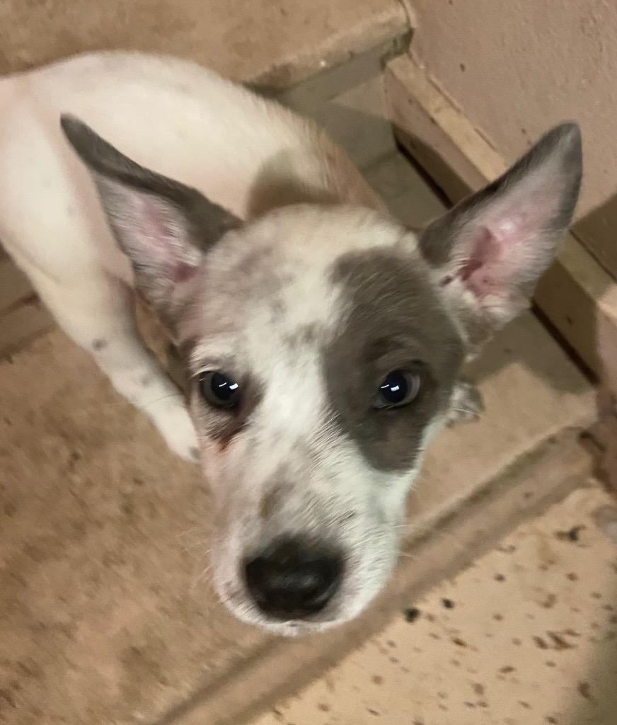 Dino (nka Duke), Adopted, Adult Male Jack Russell Terrier & Australian Cattle Dog / Blue Heeler.