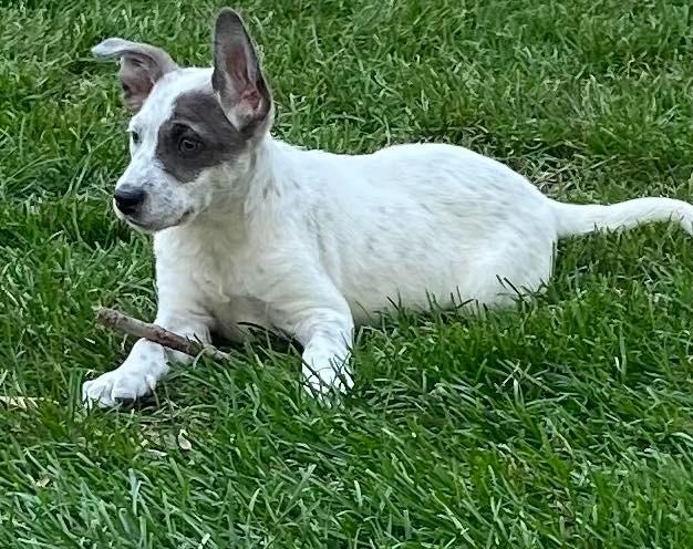 Enlarge Dino (nka Duke), a Adopted mixed breed in Johnston, IA image 2/2