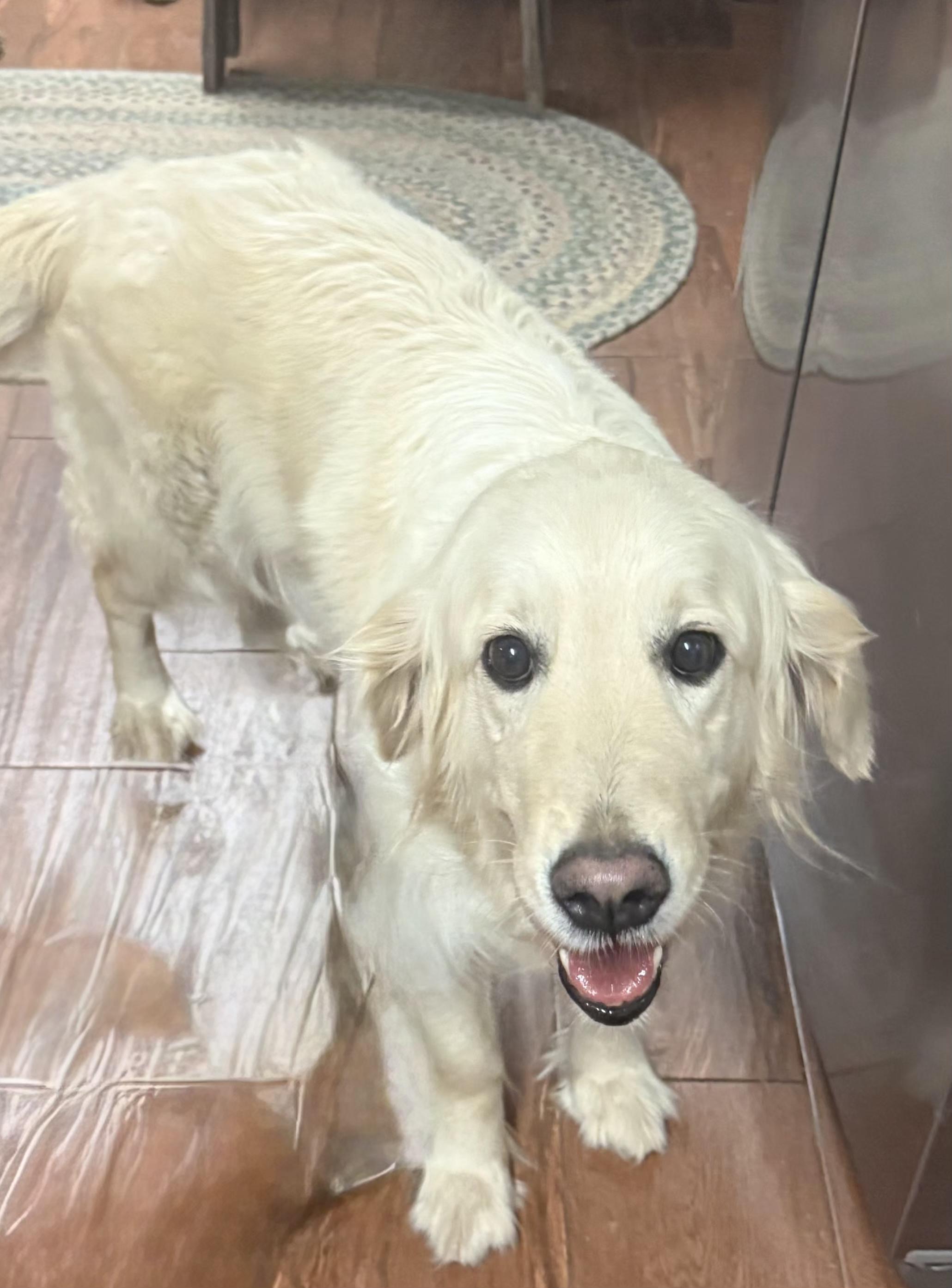 Enlarge Heidi, a ADOPTABLE Golden Retriever in North Augusta, SC image 2/3