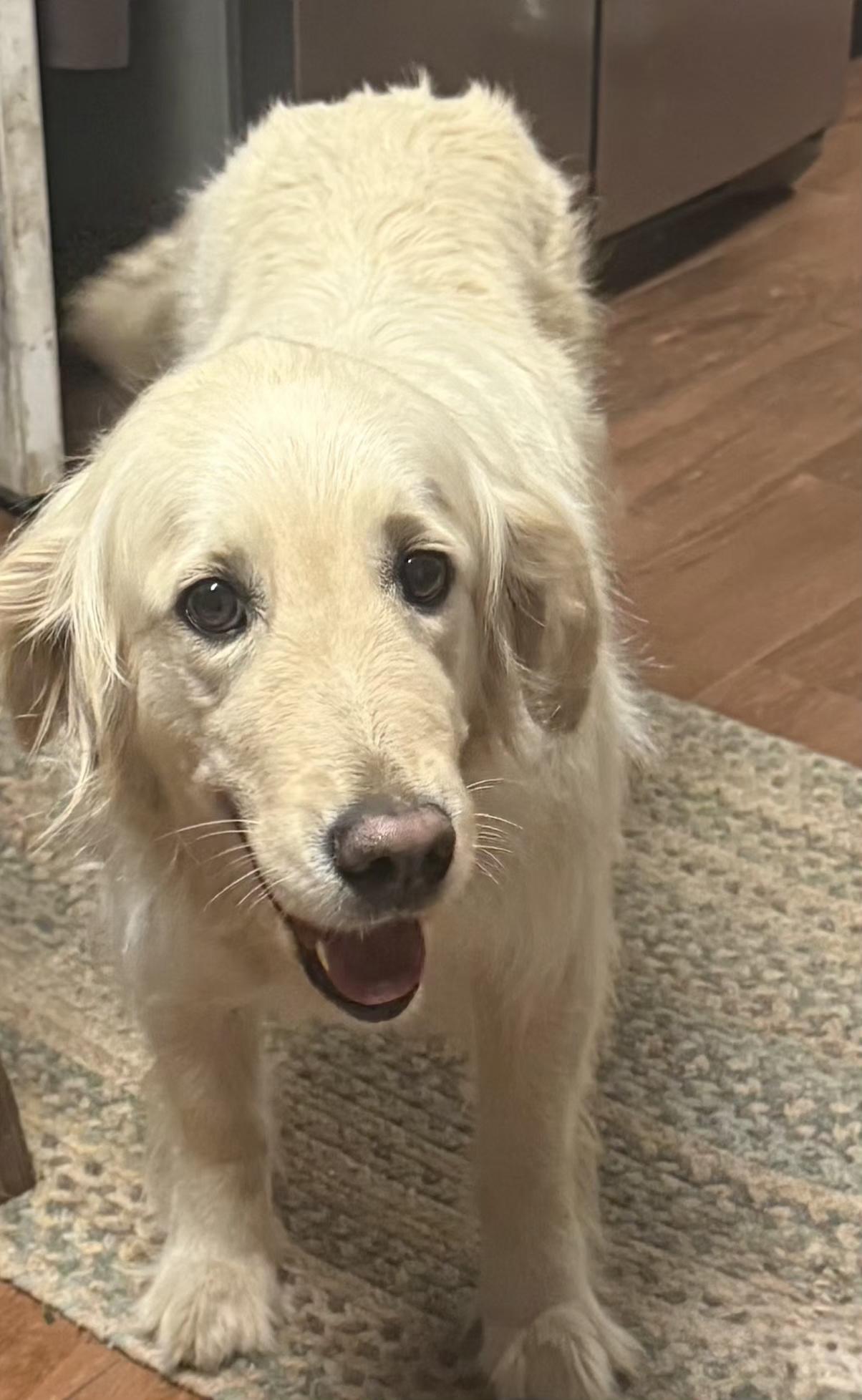 Enlarge Heidi, a ADOPTABLE Golden Retriever in North Augusta, SC image 3/3