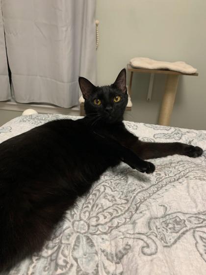 Sissy, Adoptable, Young Female Domestic Short Hair & Domestic Short Hair.