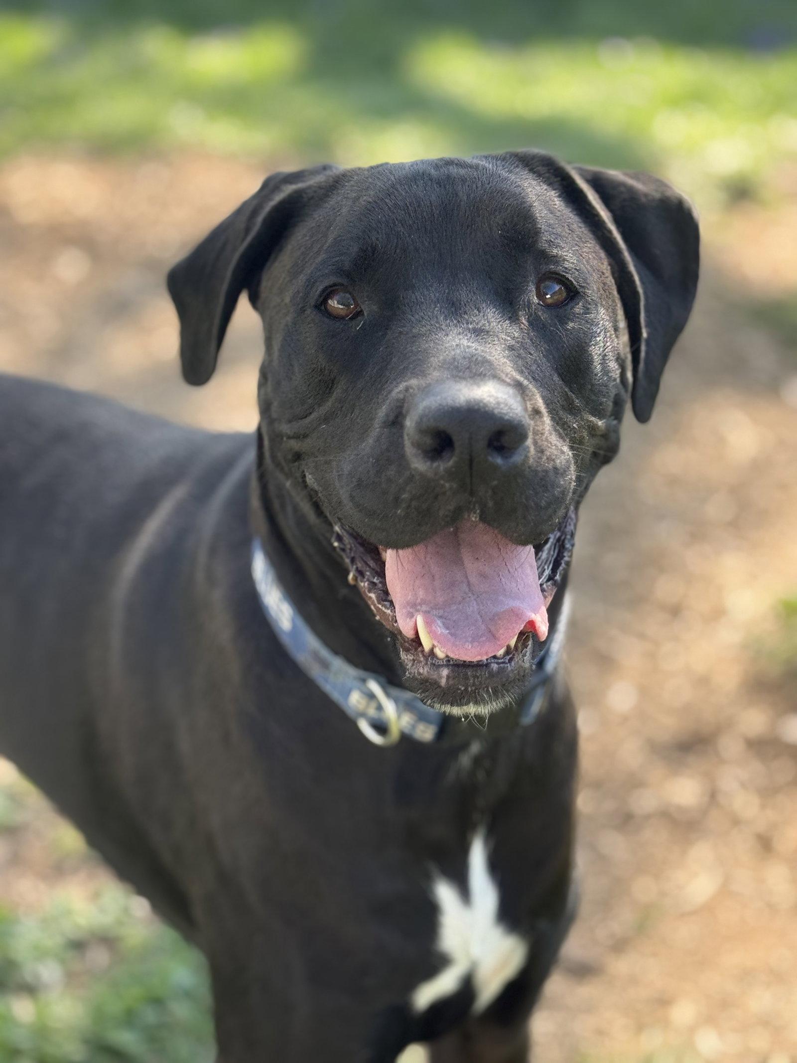 Barrett, Adoptable, Adult Male Labrador Retriever & Mastiff.