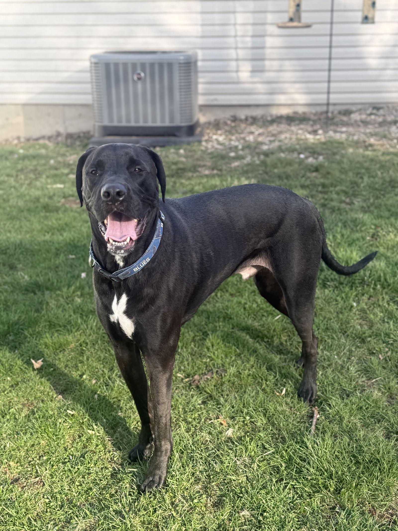 Barrett, Adoptable, Adult Male Labrador Retriever & Mastiff.
