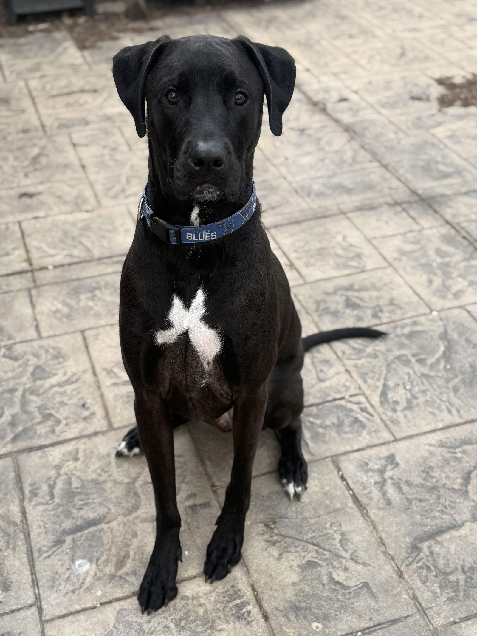 Enlarge Barrett, a Adoptable mixed breed in Fenton, MO image 2/3