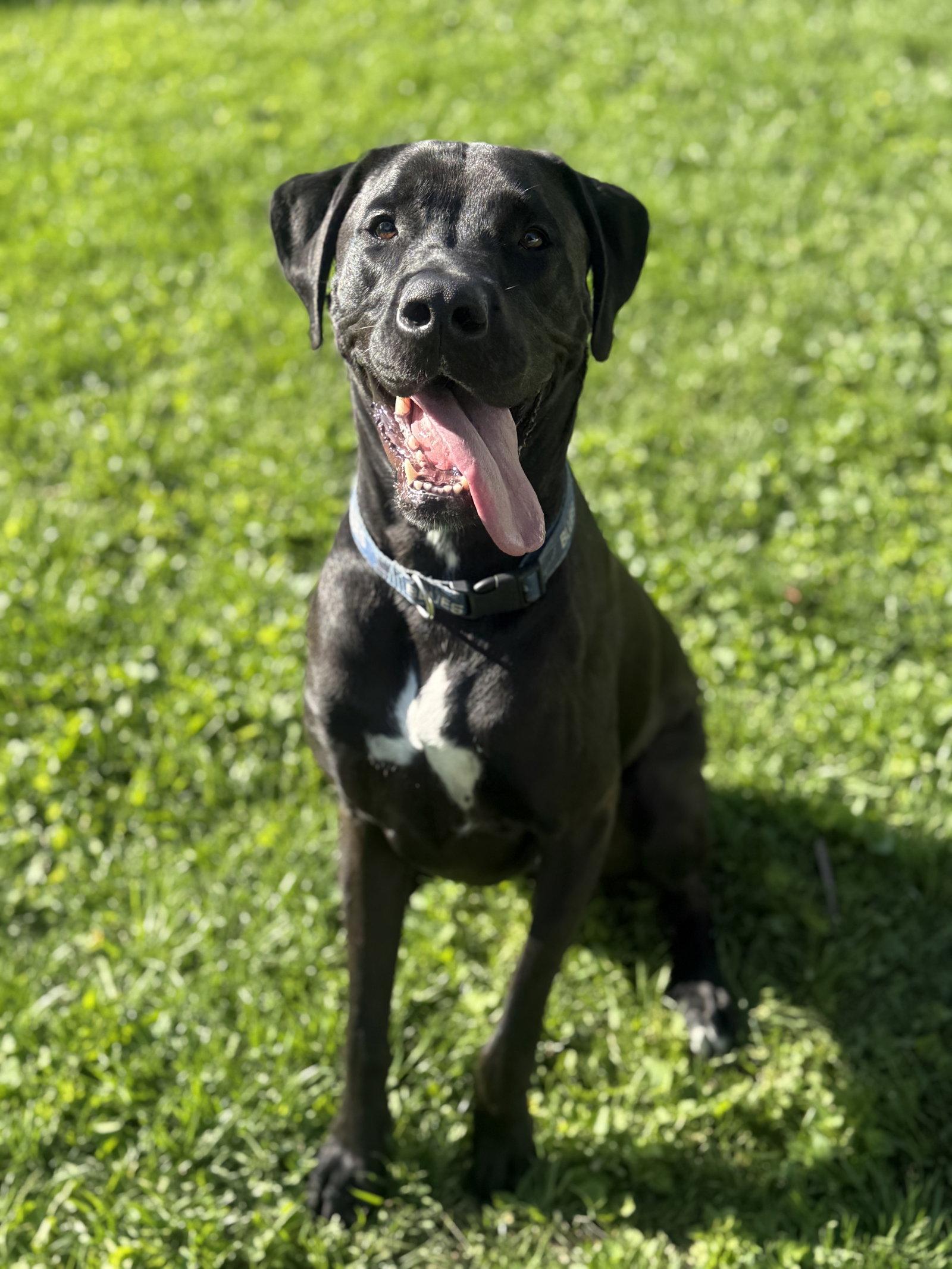 Barrett, a Adoptable mixed breed in Fenton, MO image 2/3