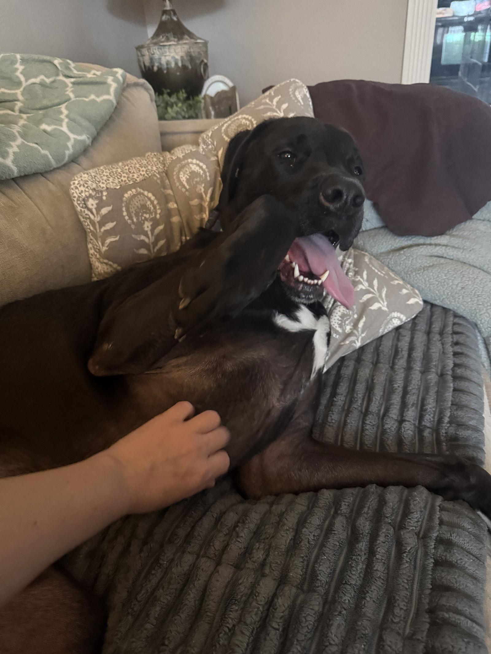 Enlarge Barrett, a Adoptable mixed breed in Fenton, MO image 3/3