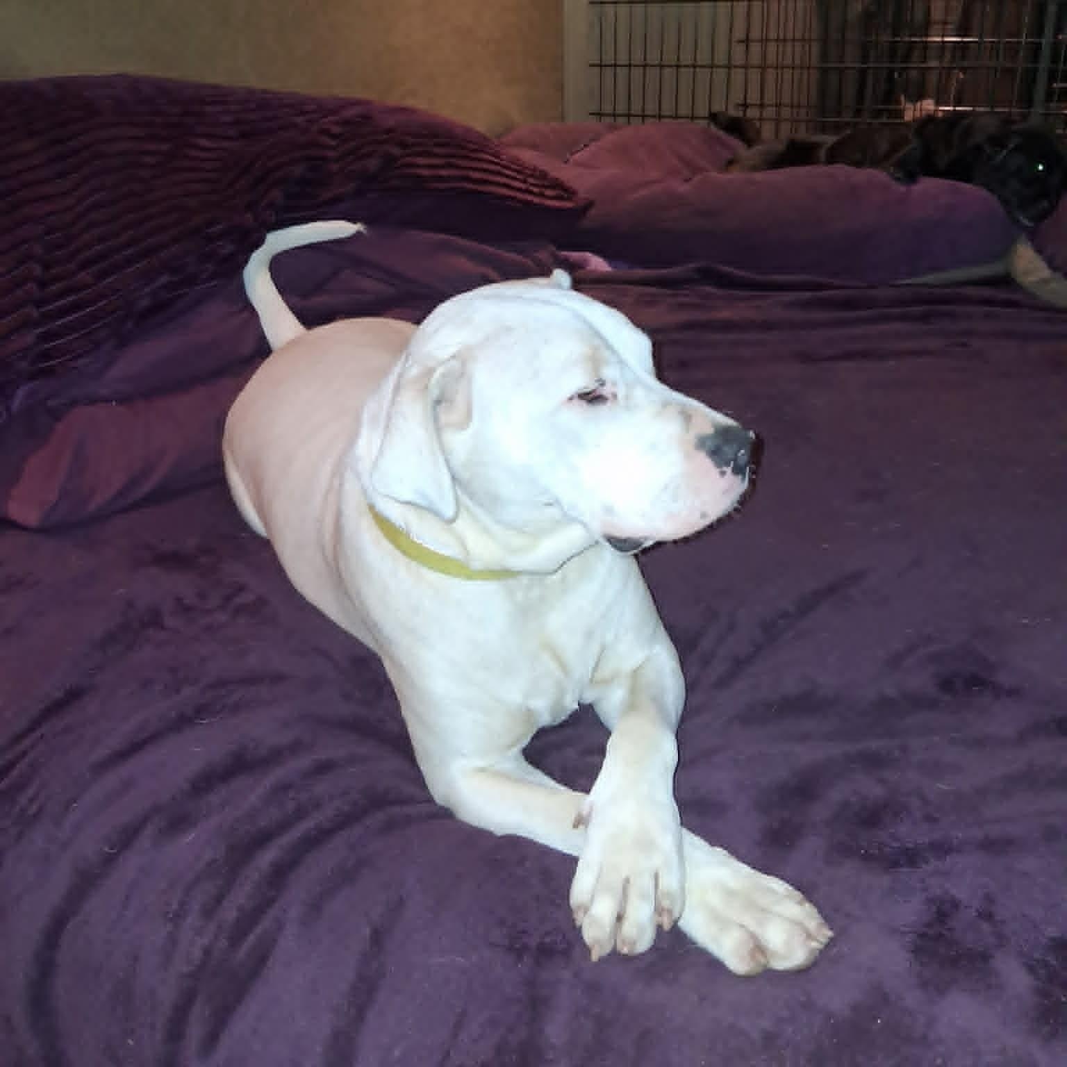 Enlarge Creed, a ADOPTABLE mixed breed in North Jackson, OH image 5/6