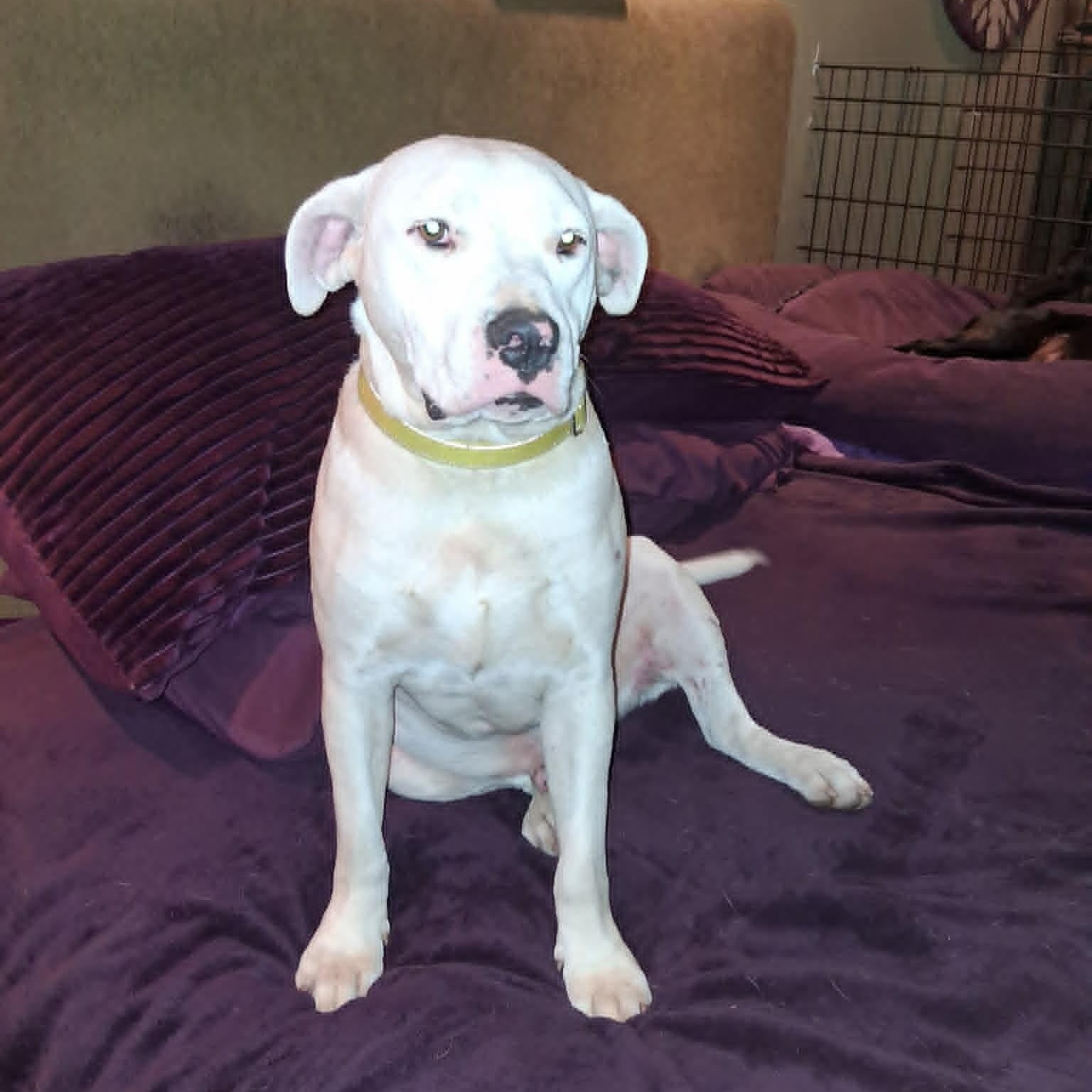 Enlarge Creed, a ADOPTABLE mixed breed in North Jackson, OH image 3/6