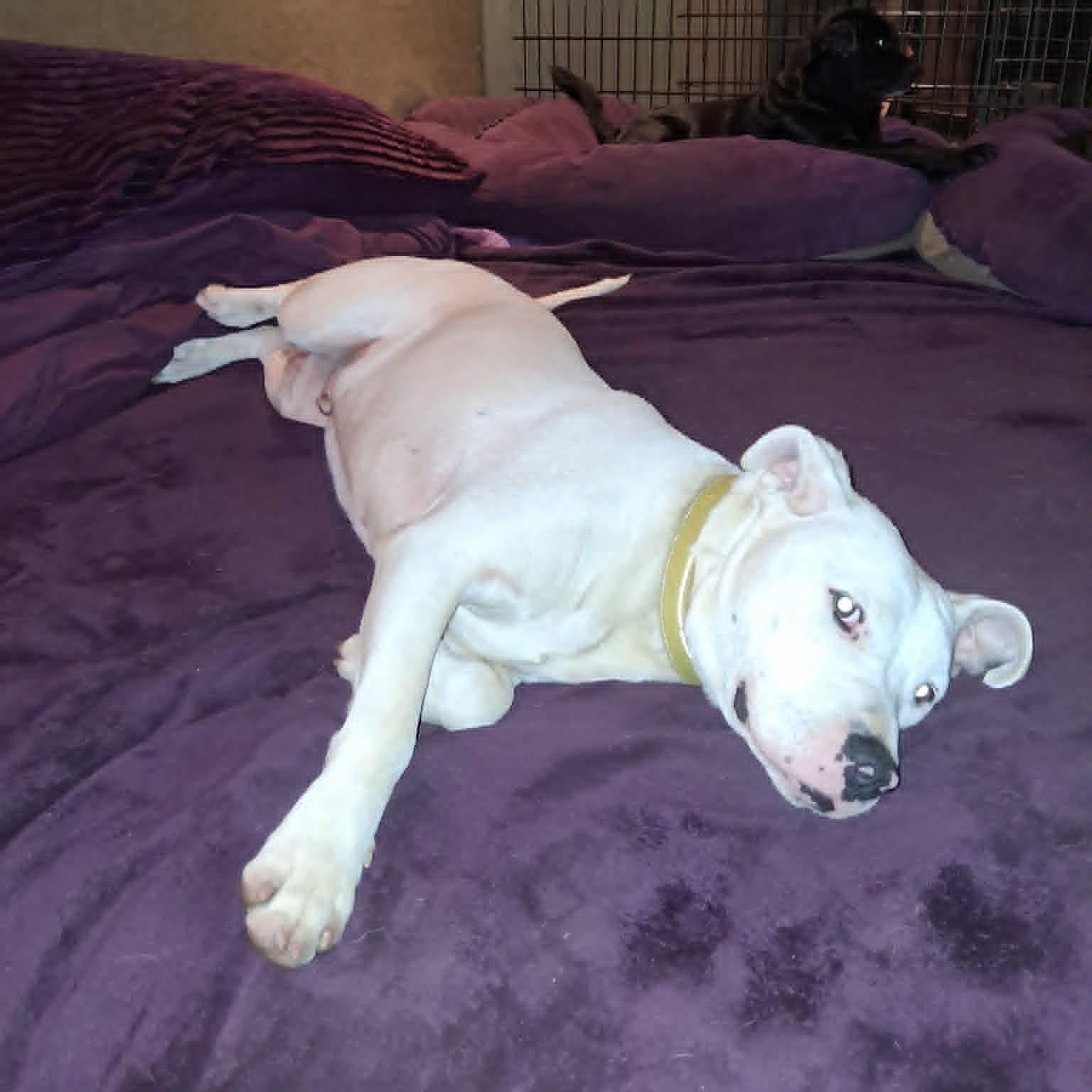 Enlarge Creed, a ADOPTABLE mixed breed in North Jackson, OH image 6/6