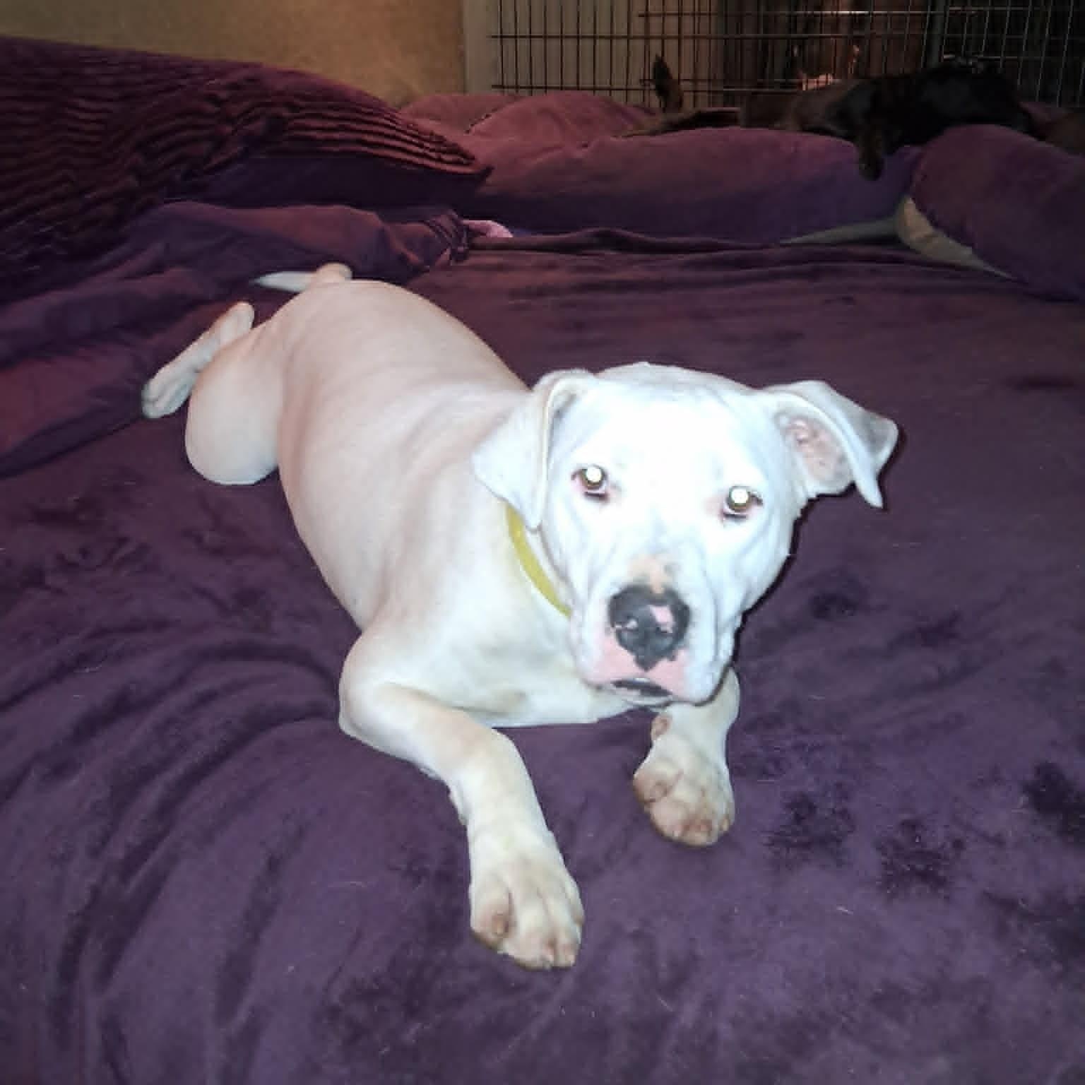 Enlarge Creed, a ADOPTABLE mixed breed in North Jackson, OH image 4/6