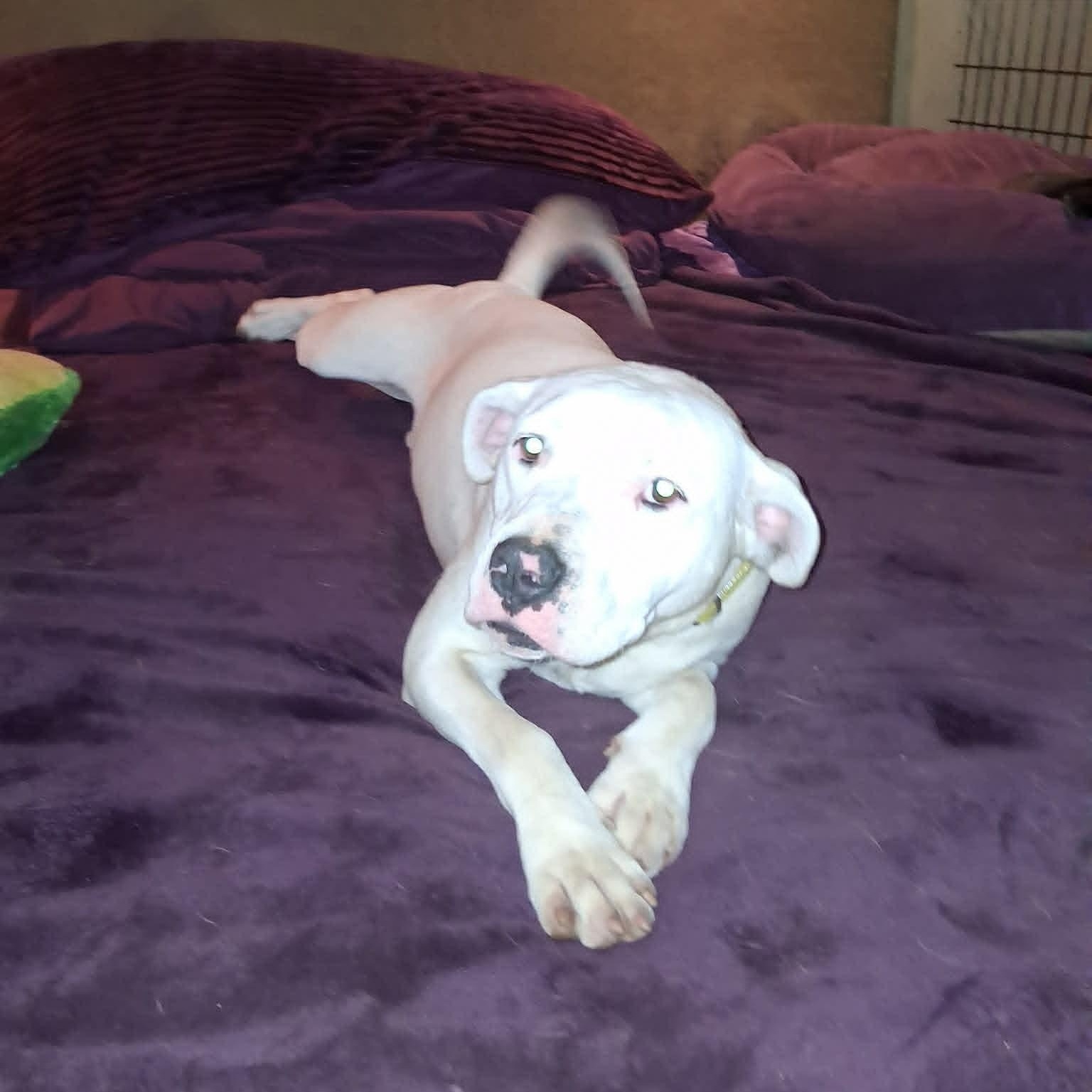 Enlarge Creed, a ADOPTABLE mixed breed in North Jackson, OH image 2/6
