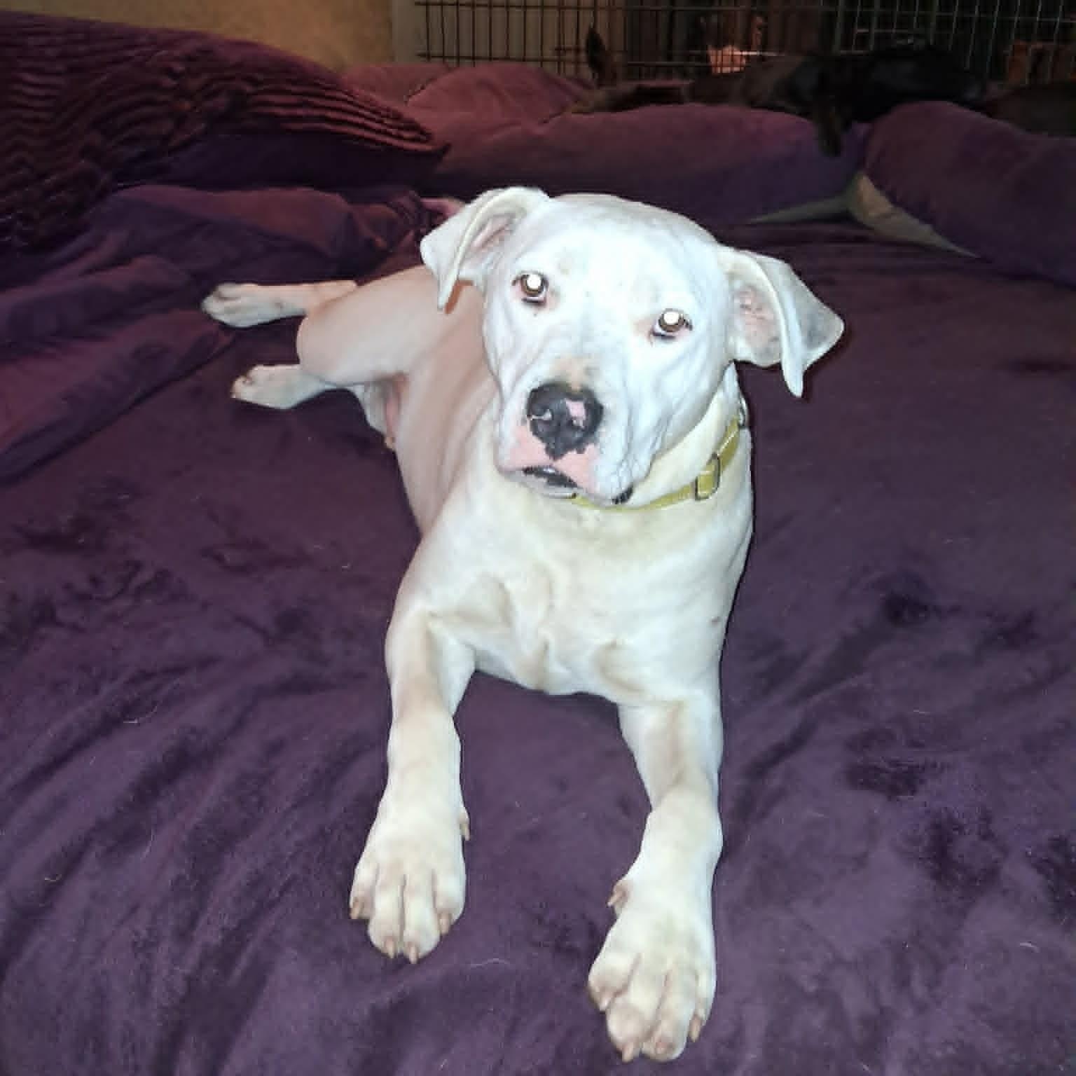 Enlarge Creed, a ADOPTABLE mixed breed in North Jackson, OH image 1/6