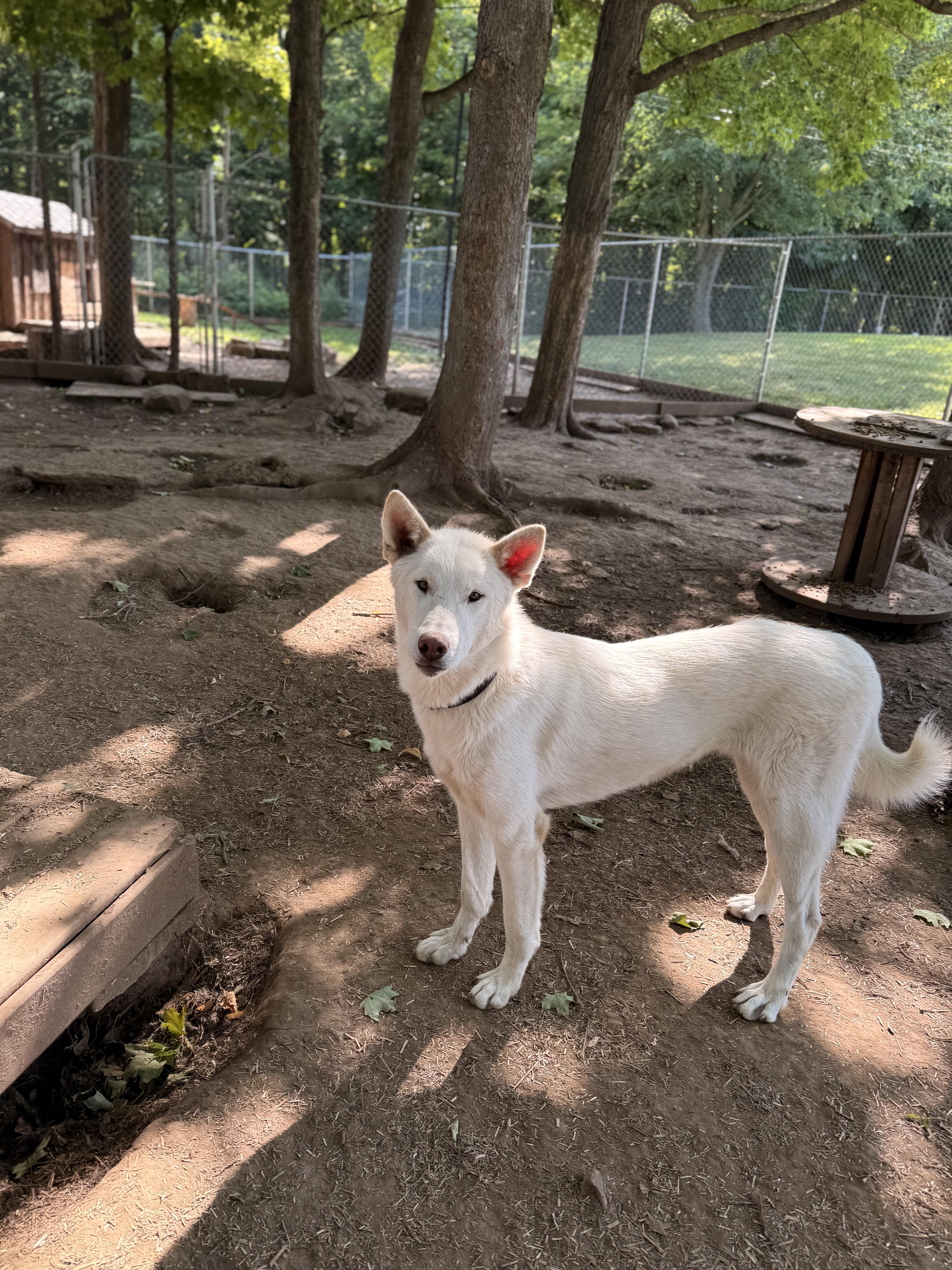 Olaf, an adoptable White German Shepherd, Husky in Addison, ON, K0E 1A0 | Photo Image 4
