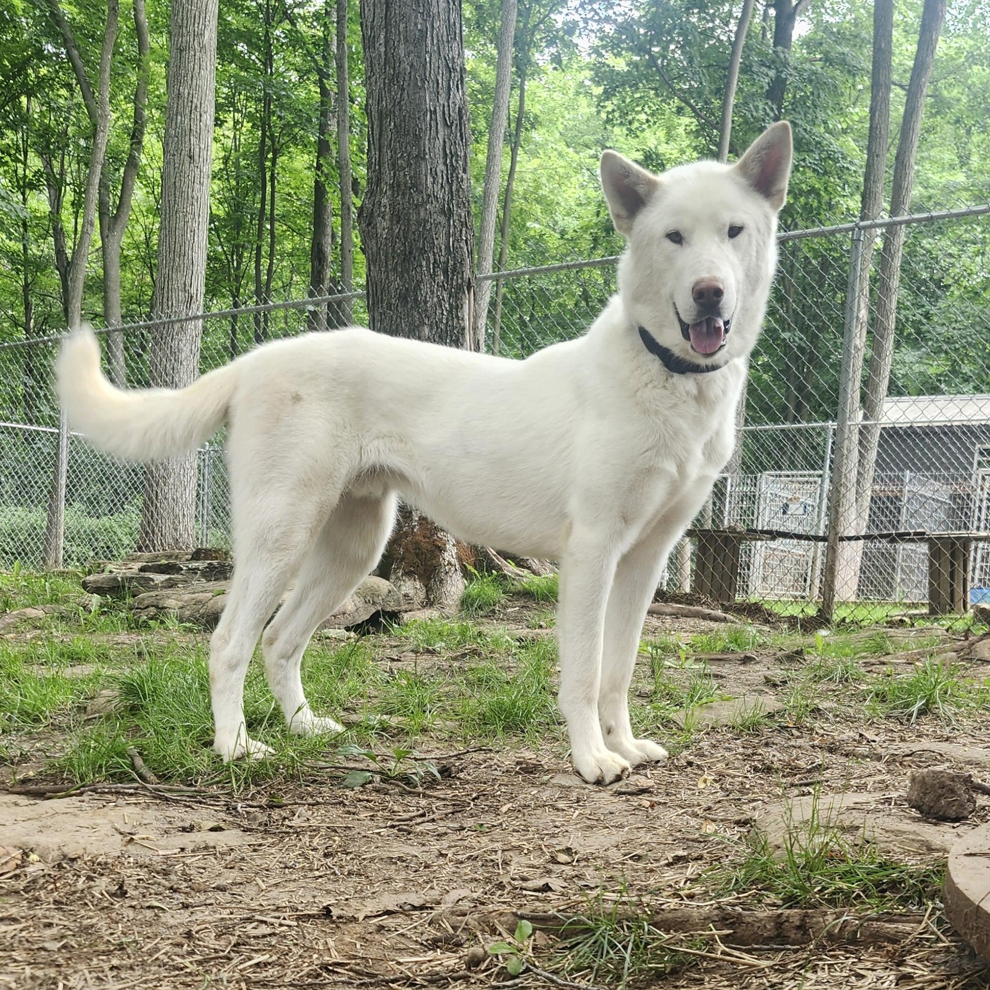 Enlarge Olaf, a Adoptable White German Shepherd in Addison, ON image 1/6