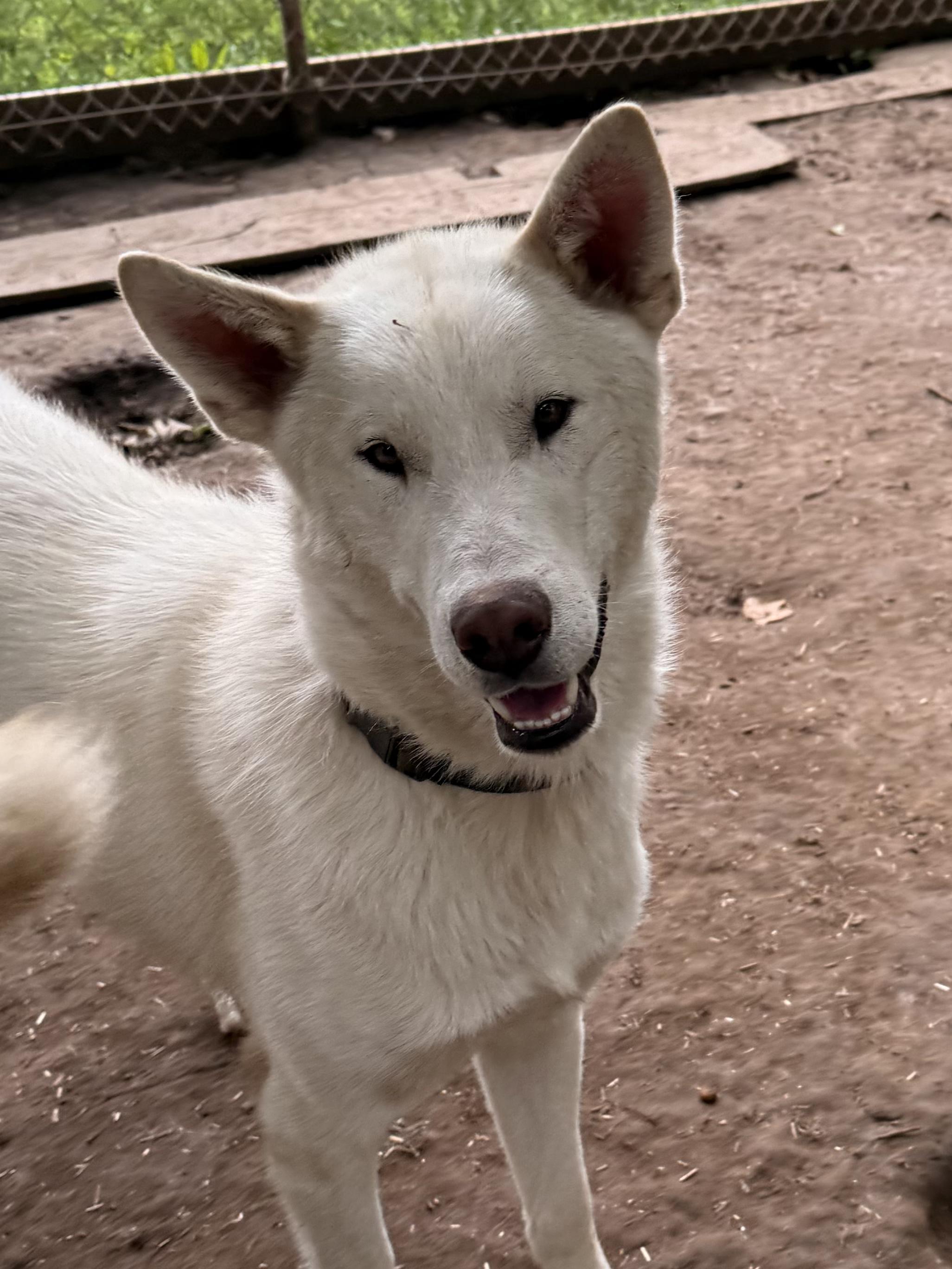 Olaf, a Adoptable mixed breed in Addison, ON image 5/5