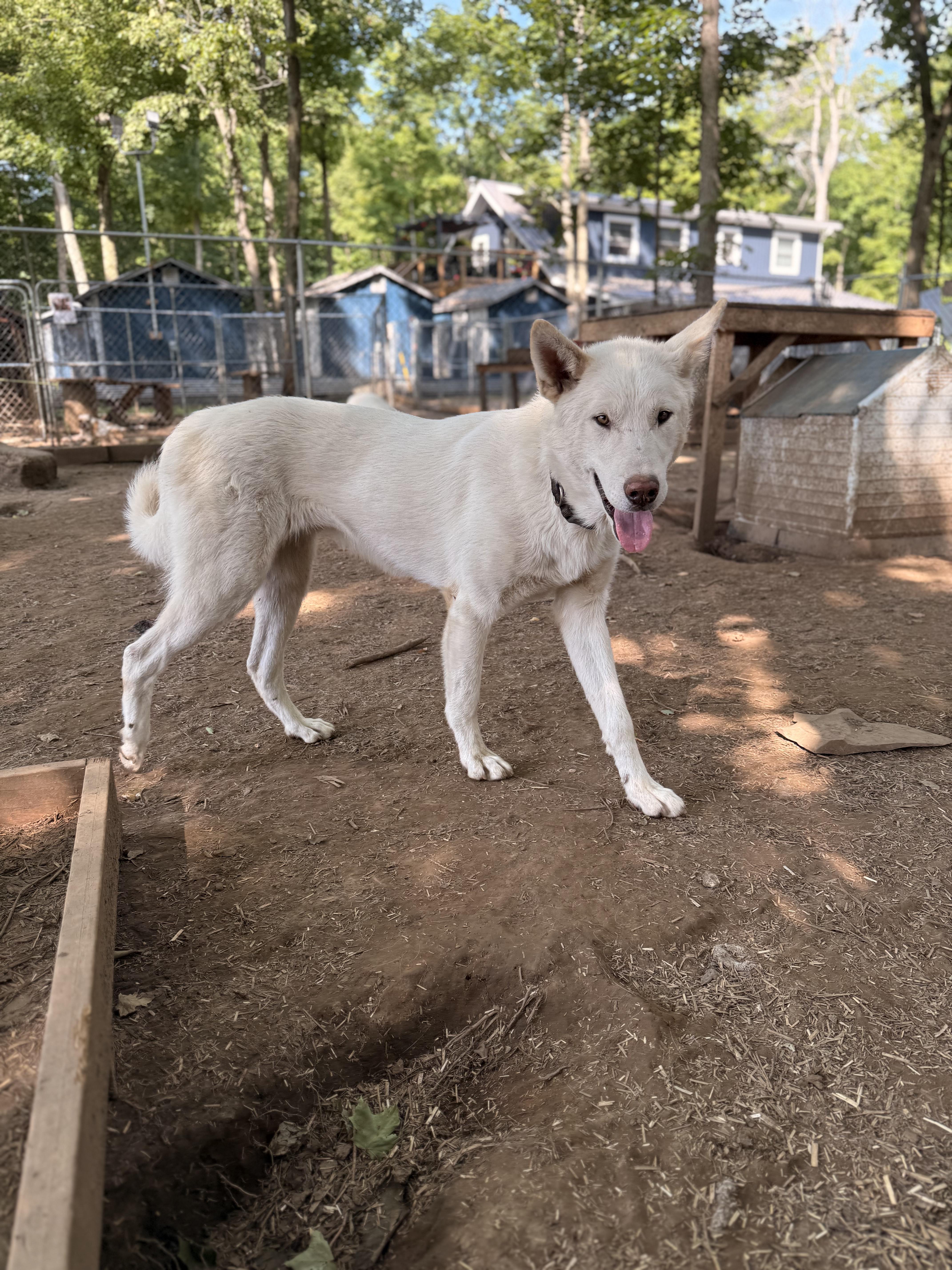 Olaf, an adoptable White German Shepherd, Husky in Addison, ON, K0E 1A0 | Photo Image 2