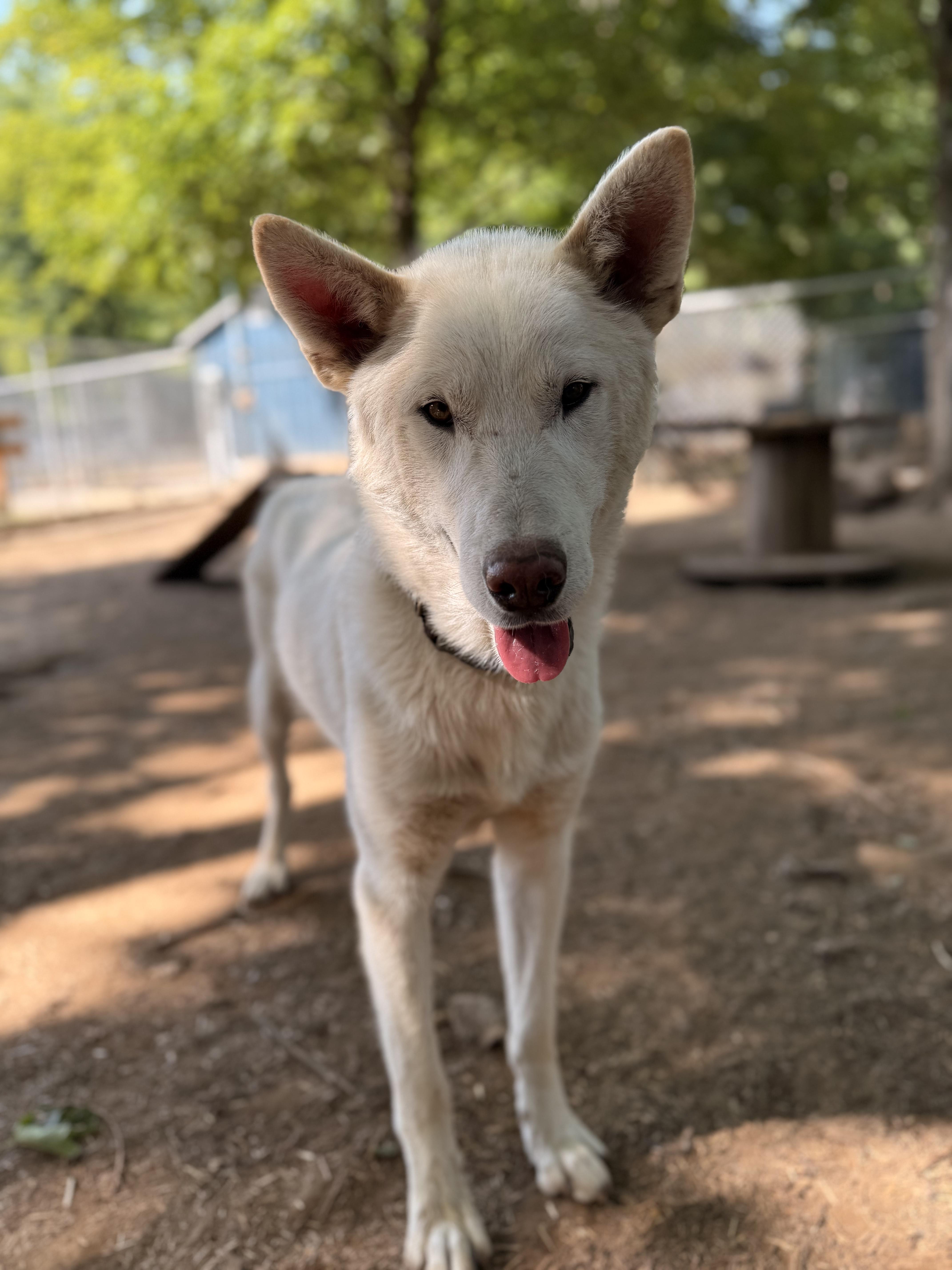 Olaf, an adoptable White German Shepherd, Husky in Addison, ON, K0E 1A0 | Photo Image 3